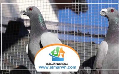 شركة مكافحة الحمام بالنهدة
