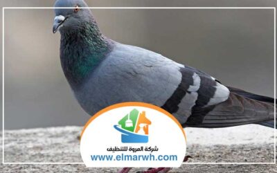 شركة مكافحة الحمام في دبي