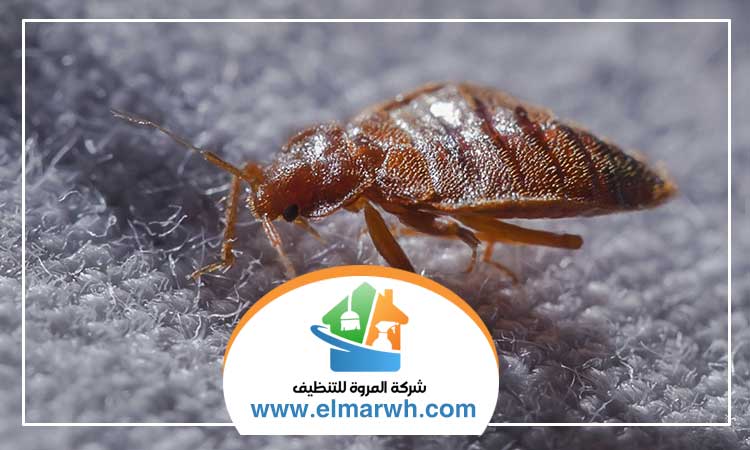 مكافحة حشرات