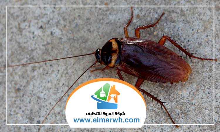 شركة مكافحة الصراصير في العين