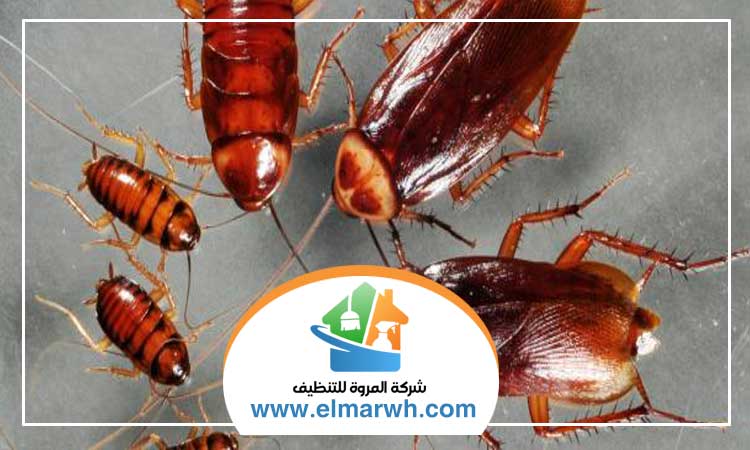 شركة مكافحة الصراصير في العين