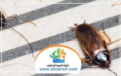 شركة مكافحة الصراصير في العين