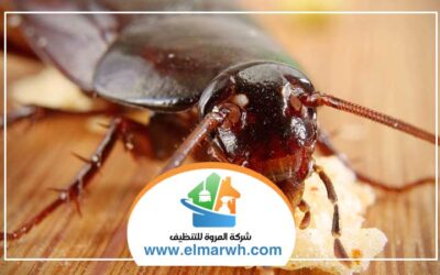 شركة مكافحة الصراصير في دبي