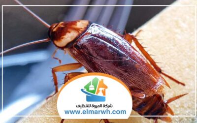 شركة مكافحة الصراصير في عجمان