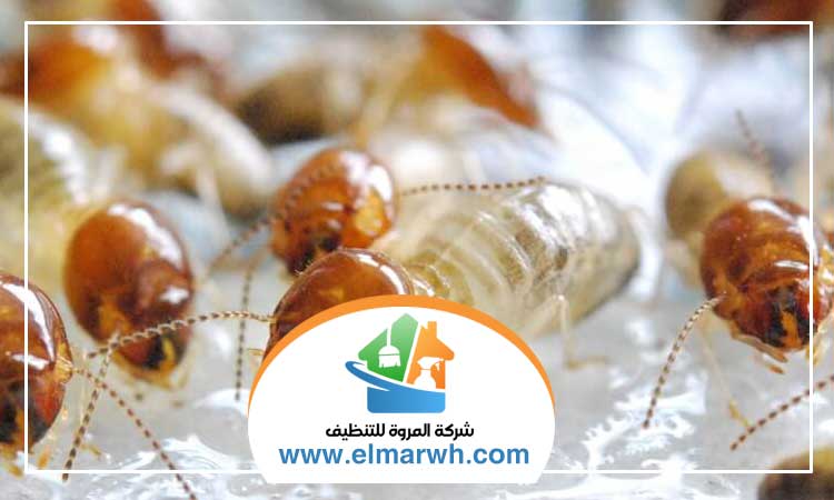 شركة مكافحة النمل دبي