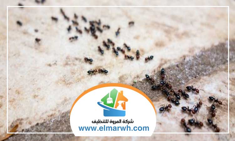 شركة مكافحة النمل دبي