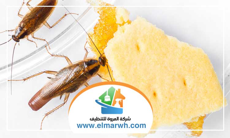 مكافحة حشرات المطبخ دبي