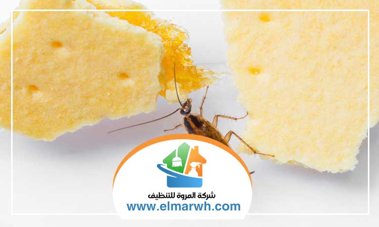 مكافحة حشرات المطبخ دبي