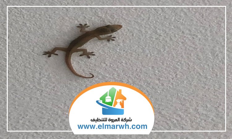 شركة مكافحة البرص بمردف