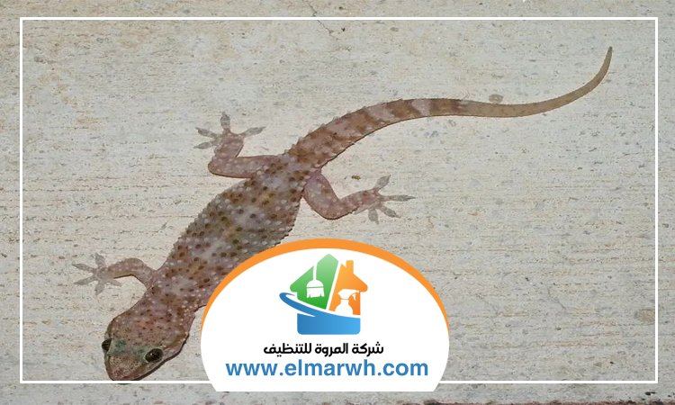 شركة مكافحة البرص بمردف