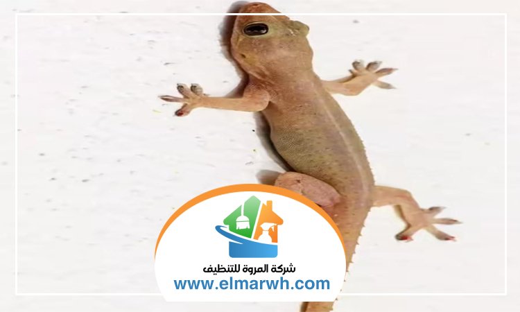 شركة مكافحة البرص بمردف