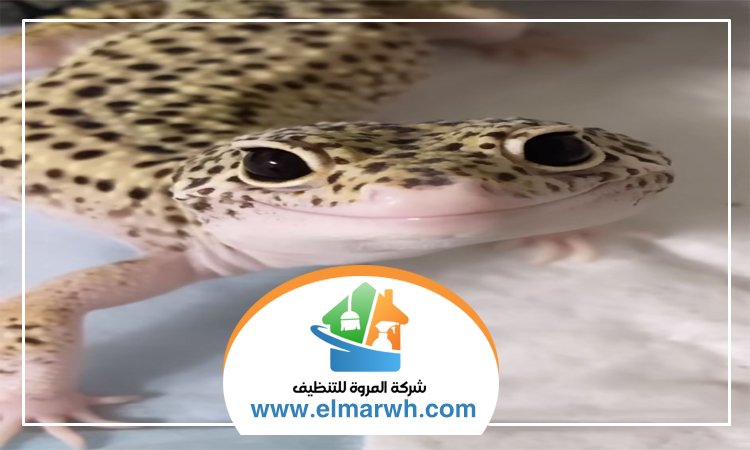 شركة مكافحة البرص