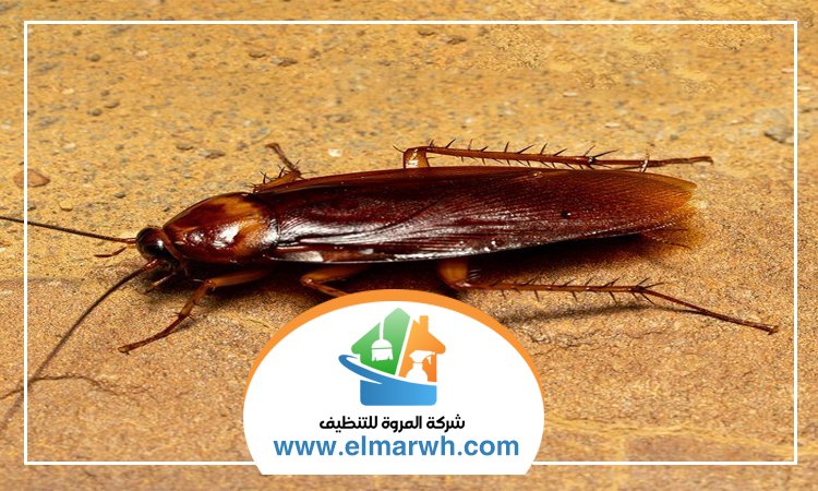 مكافحة الصراصير في راس الخيمة