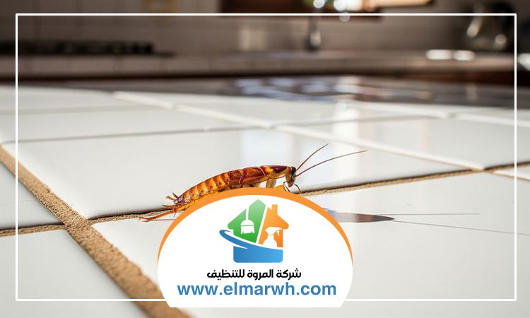 شركة مكافحة الصراصير في الفجيرة