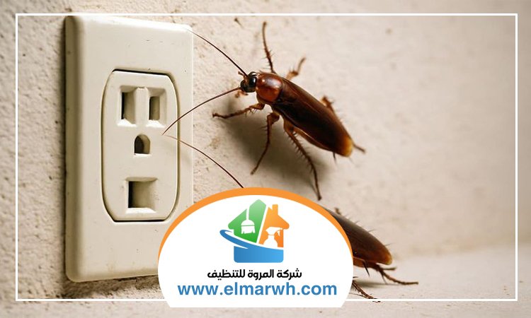 شركة مكافحة الصراصير في الفجيرة