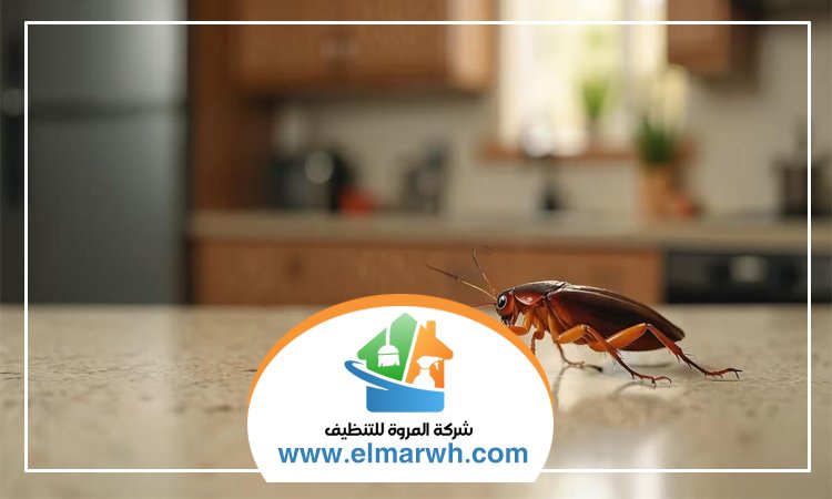 شركة مكافحة الصراصير في عجمان
