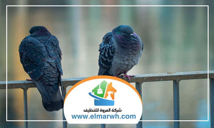 شركة مكافحة الحمام بالنهدة