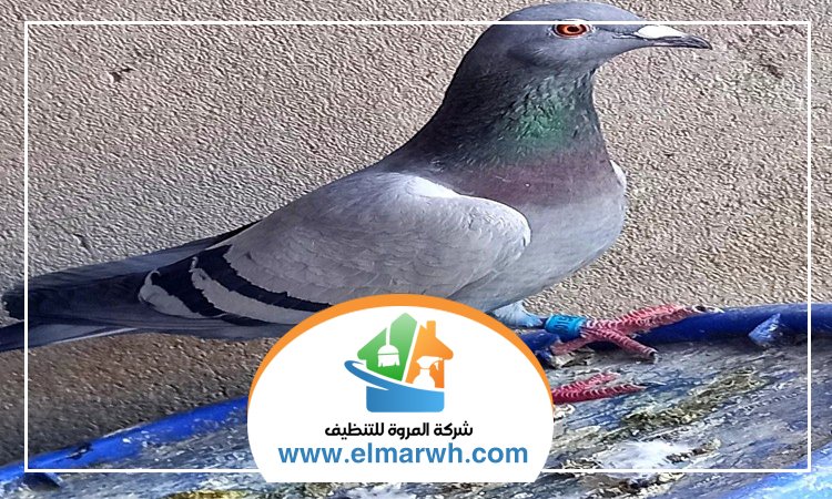 شركة مكافحة الحمام بالنهدة