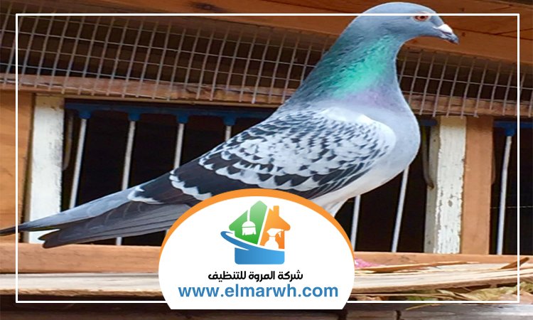 شركة مكافحة الحمام