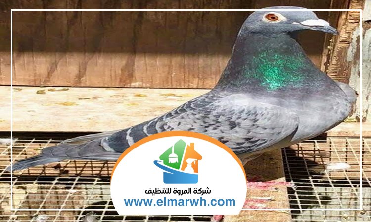 شركة مكافحة الحمام بالنهدة