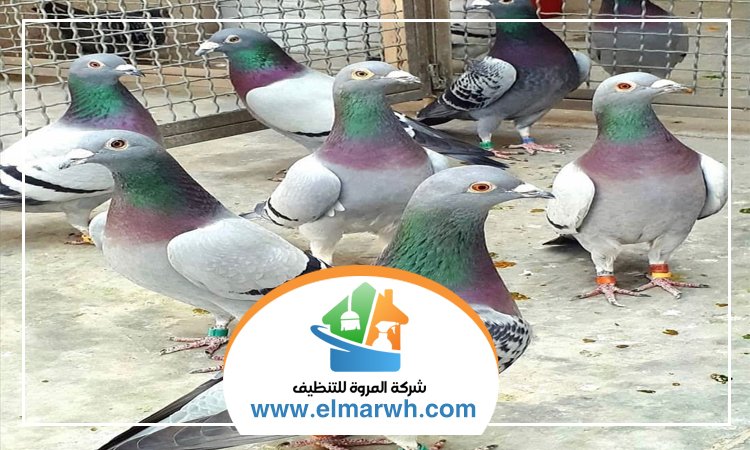 شركة مكافحة الحمام في دبي