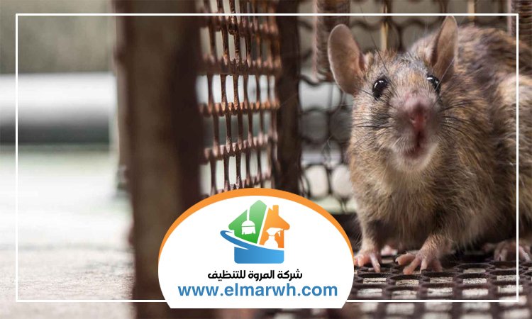 شركة مكافحة الفئران الجميرا