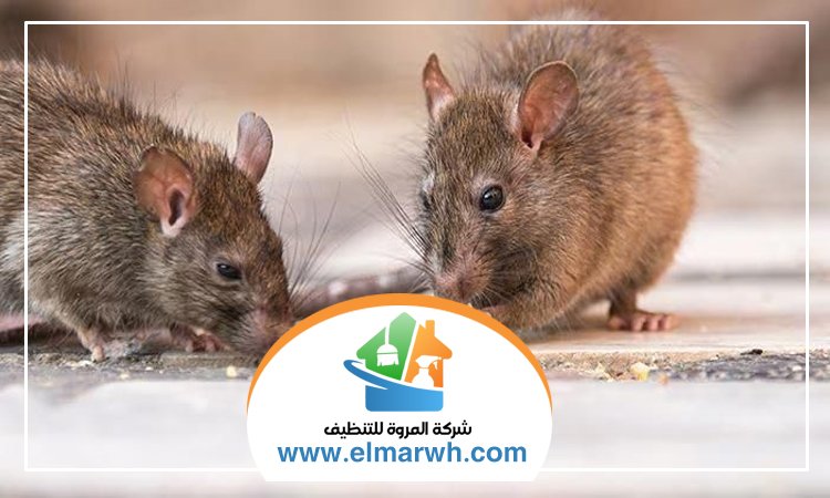 شركة مكافحة الفئران الجميرا