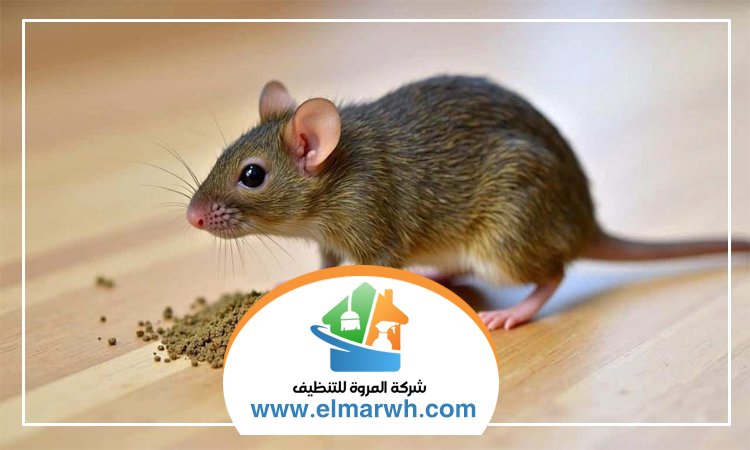 شركة مكافحة الفئران