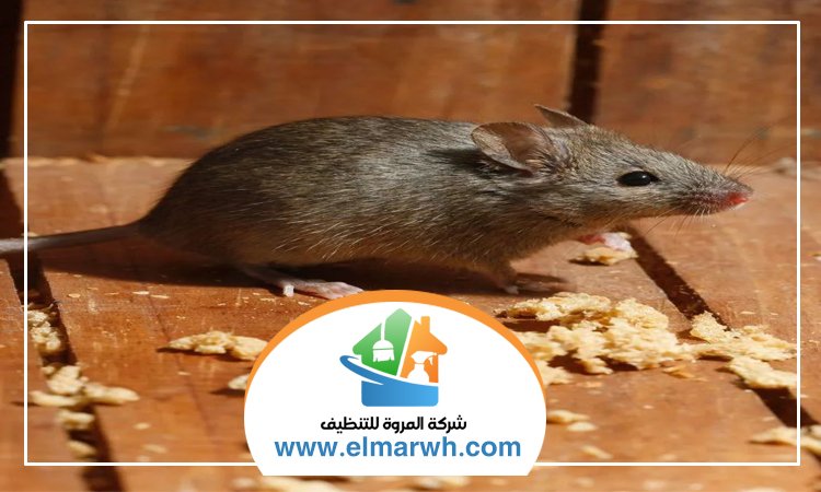 شركة مكافحة الفئران الجميرا