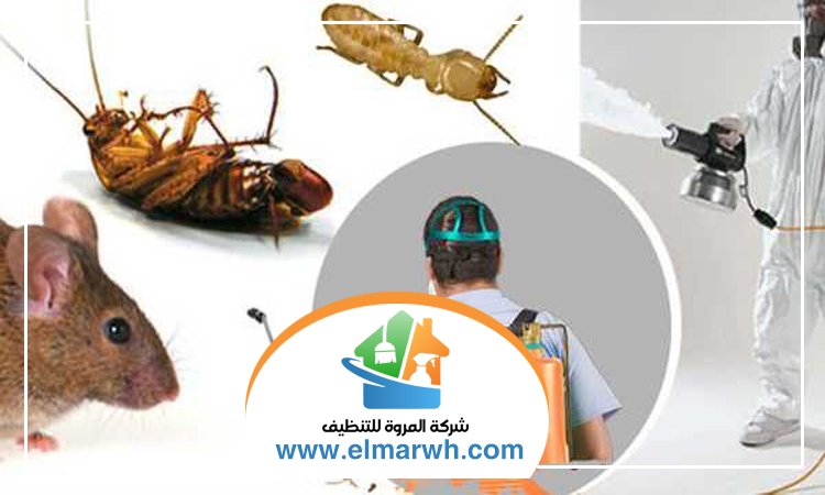 شركة مكافحة حشرات في الخوانيج