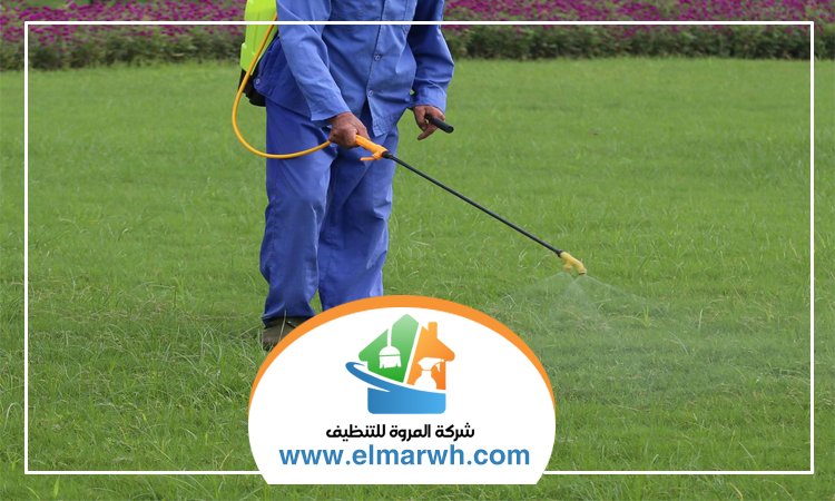 شركة مكافحة حشرات في الجافلية