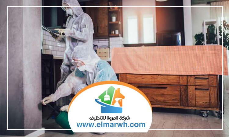 شركة مكافحة حشرات في القصيص