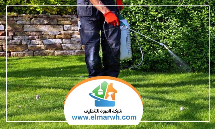 شركة مكافحة حشرات في الخوانيج