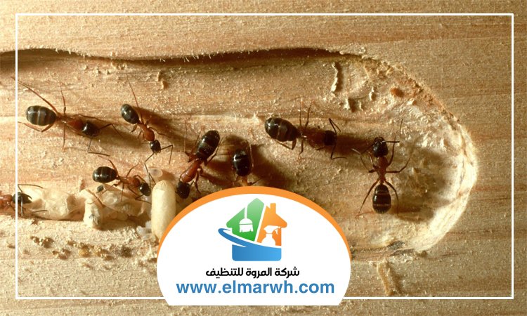 مكافحة الرمة في رأس الخيمة