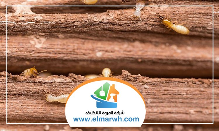 مكافحة الرمة في رأس الخيمة