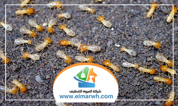 مكافحة الرمة