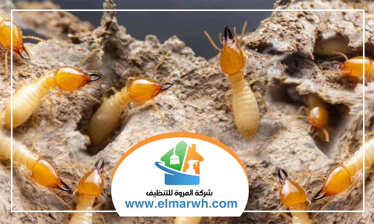 مكافحة الرمة في رأس الخيمة