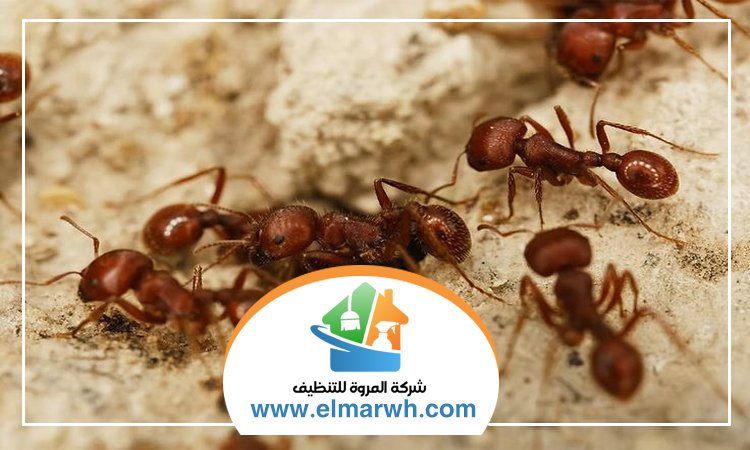 شركة مكافحة النمل دبي