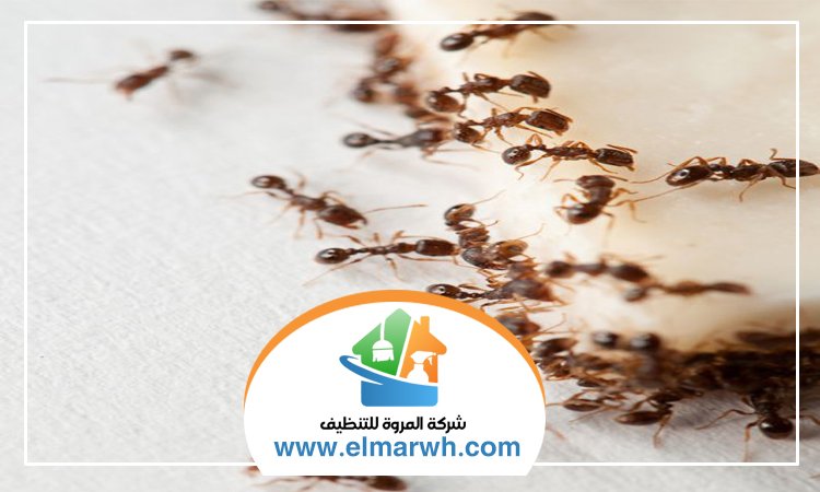 شركة مكافحة النمل