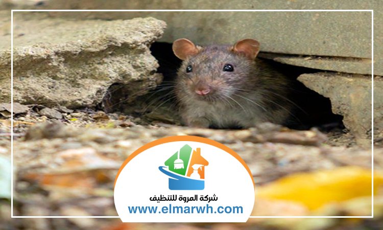 شركة مكافحة الفئران في الشارقة
