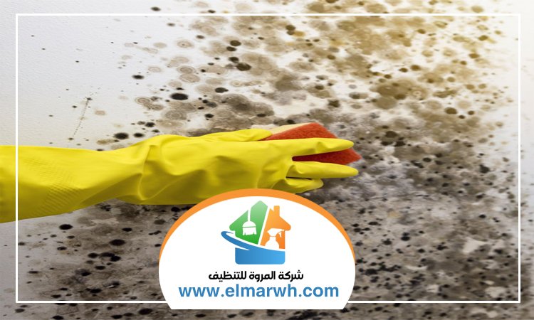 شركة تنظيف حوائط