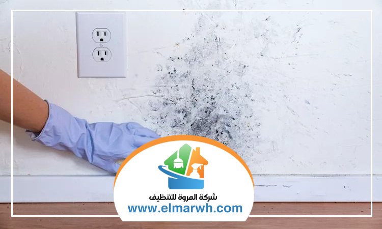 شركة تنظيف حوائط في الفجيرة